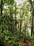 The Falls walk@ Minnamurra RainforestÂ in Budderoo National Park